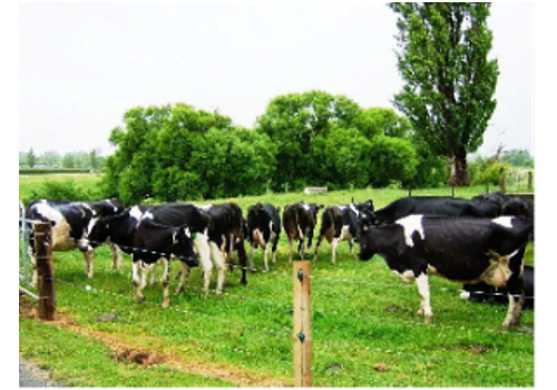 Summary of China Cattle Industry 