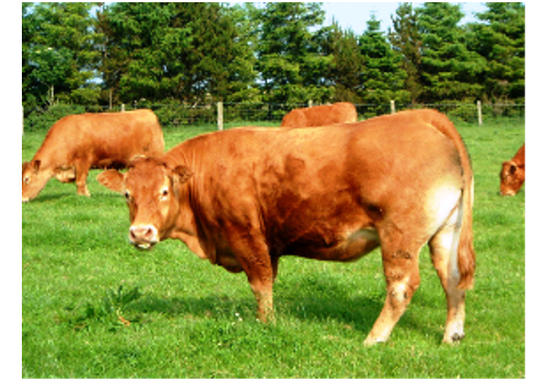 Bozhou Mengcheng Beef Cattle Breeding Area--Anhui