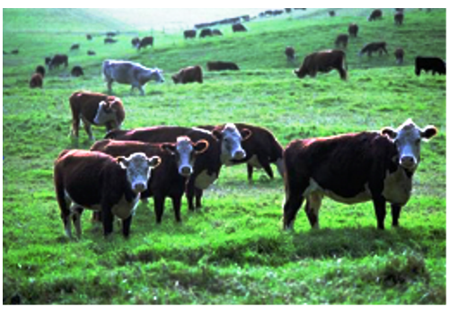 Yangxin Beef Cattle Breeding Area--Shandong