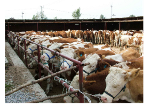 Jinhua Milk Cow Breeding Base--Zhejiang