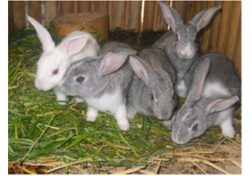 Mengyin Long Hair Rabbit Breeding Base--Shandong