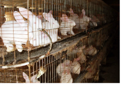 Wencheng Meat Rabbit Breeding Area--Zhejiang