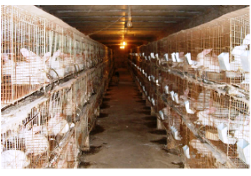 Da'an Meat Rabbit Breeding Area--Sichuan