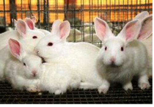 Shizhu Long Hair Rabbit Breeding Base--Chongqing