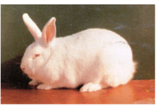 Shengzhou Long Hair Rabbit Breeding Area--Zhejiang