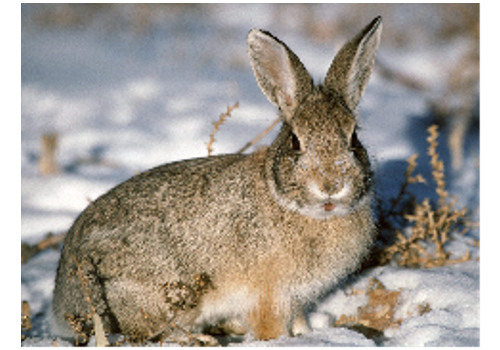 Yishui Gaozhuang Long Hair Rabbit Breeding Base--Shandong