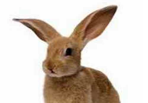 Xinchang Long Hair Rabbit Breeding Area--Zhejiang