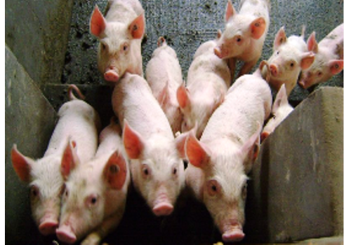 Anping Live Pig Breeding Base--Hebei