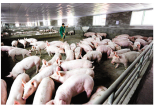 Jiangshan Swine Breeding Base--Zhejiang
