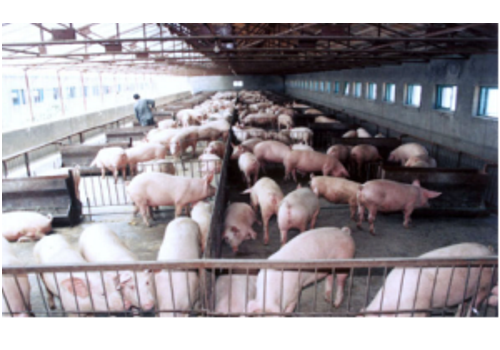 Runan Living Pig Export Base--Henan
