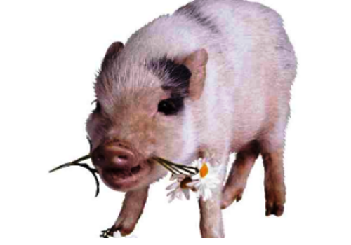 Neijiang Swine Breeding Base--Sichuan