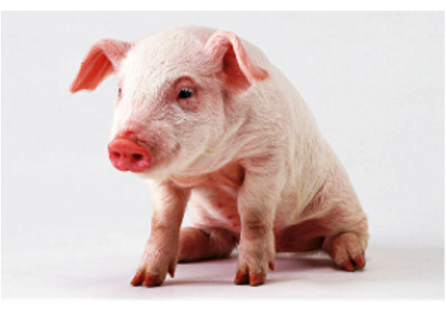Wugong Swine base--Shaanxi