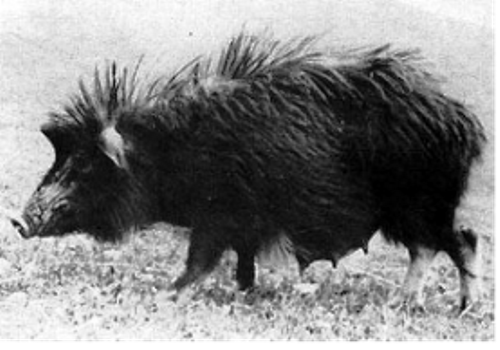 Hezuo Swine