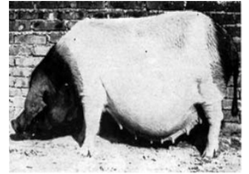 Jinhua Swine