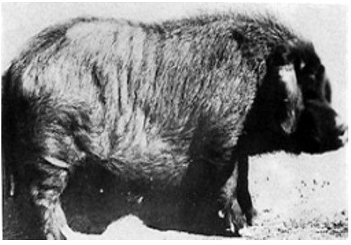 Kele Swine