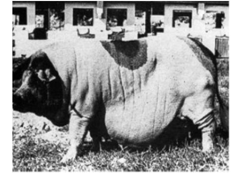 Large Black-white Swine