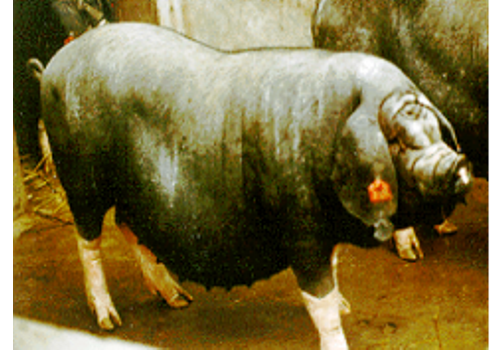 Meishan Swine