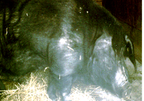 Minzhu Swine