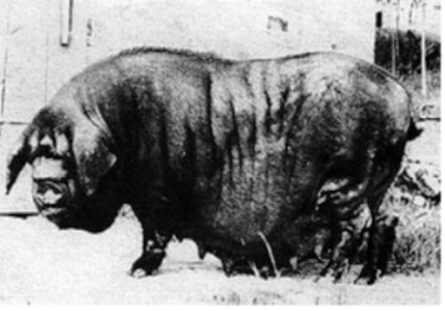 Neijiang Swine