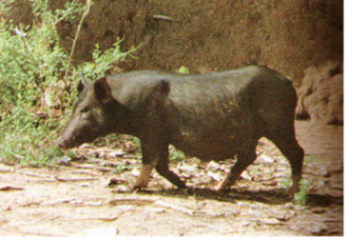 Wuzhishan Swine