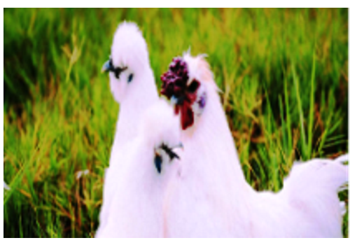 Dehui Chicken Breeding Area--Jilin