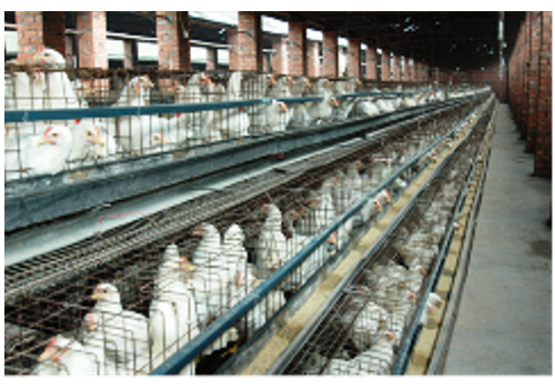 Gongchuan Gong Chicken Raising Area--Fujian