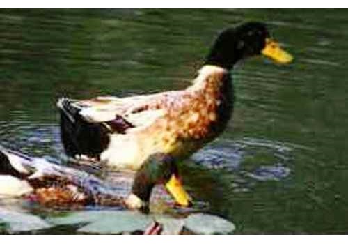 Anfu Qingshui Duck Breeding Area--Hunan
