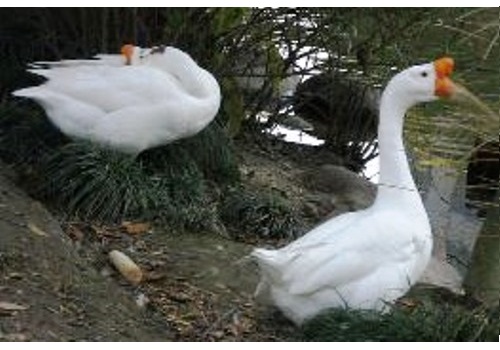 Changtu Sihe Huo Goose Breeding Area--Liaoning