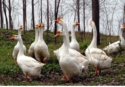 Gonghe goose Breeding Area--Jiangsu