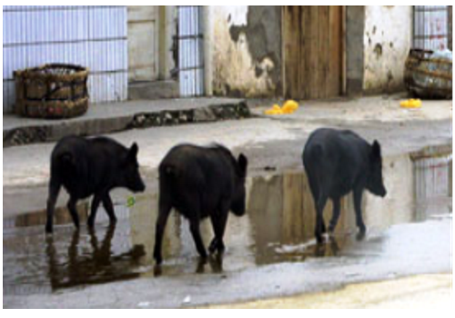 Tibetan Swine